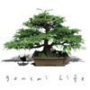 My Bonsai Life - Cover