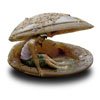 My Bonsai Life - 'Nuff Said