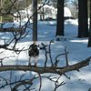 My Bonsai Life - On The Road - Tree Pose