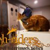 My Bonsai Life - The Kitteh Riders of Merrimack Valley - Land Surveyor