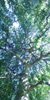 Tree at Decordova, Concord, MA