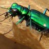Crazy Green Irridescent Bug in Blue Hill, Maine