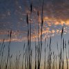 Silhouetted Reeds