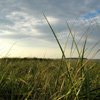 Beach Grass at Crane's