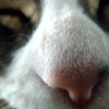 Critters - Photos of Animals - Nick Steglich