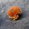 Critters - Photos of Animals - Nick Steglich