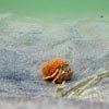 Little Fuzzy Orange Hermit Crab - low tide at Crane Beach